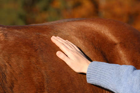 Woman petting beautiful horse outdoors on sunny day, closeupの写真素材