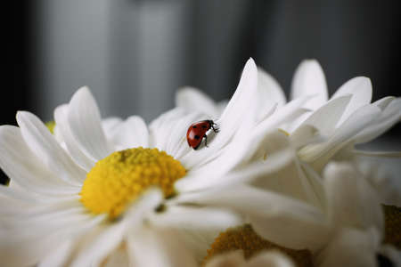 Small ladybug on beautiful chrysanthemum flower against blurred background, closeupの写真素材