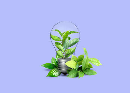 Saving energy, eco-friendly lifestyle. Fresh green leaves inside of light bulb on violet backgroundの写真素材