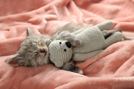 Cute kitten sleeping with toy on soft pink blanketの写真素材