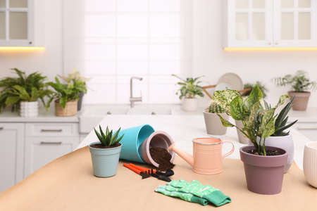Beautiful houseplants and gardening tools on table in kitchen, space for textの写真素材