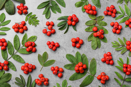 Fresh ripe rowan berries and green leaves on light gray table, flat layの写真素材