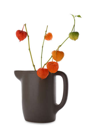 Physalis branches in jug on white backgroundの写真素材