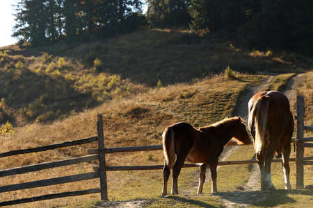 Brown horses in paddock on sunny day. Beautiful petsの写真素材