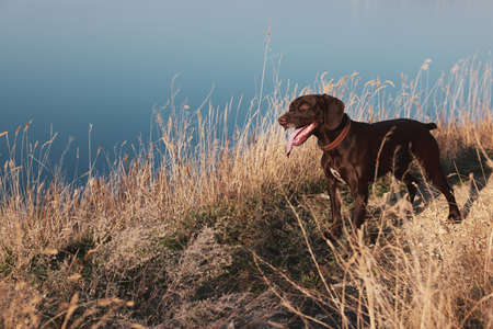 Cute German Shorthaired Pointer dog near riverの写真素材