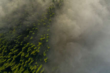 Aerial view of beautiful forest with conifer trees on foggy morningの写真素材