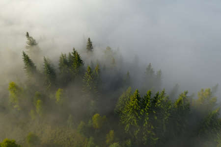 Aerial view of beautiful landscape with misty forestの写真素材