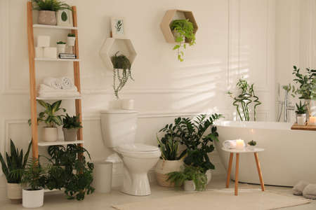 Stylish white bathroom interior with toilet bowl and green houseplantsの写真素材