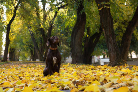 Cute German Shorthaired Pointer dog in autumn park, space for textの写真素材