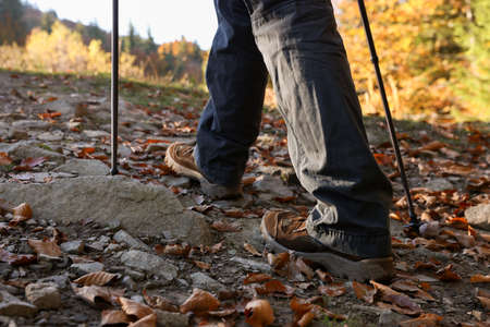 Hiker with trekking poles walking outdoors on sunny day, closeupの写真素材