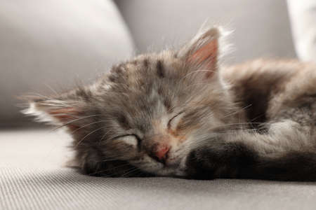 Cute kitten sleeping on gray sofa. Baby animal