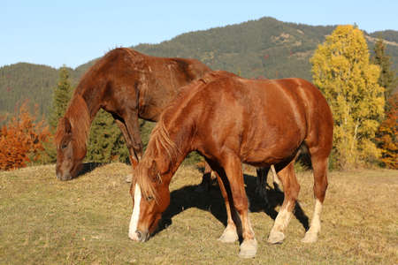 Brown horses grazing in mountains on sunny day. Beautiful petsの写真素材