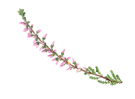 Sprig of heather with beautiful flowers isolated on whiteの写真素材