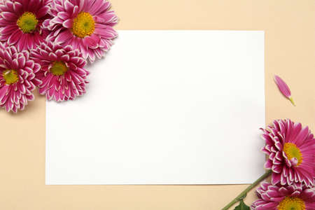 Beautiful chrysanthemums and blank card on beige background, flat lay. Space for textの写真素材