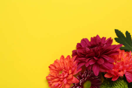 Beautiful chrysanthemum bouquet on yellow background, top view. Space for text