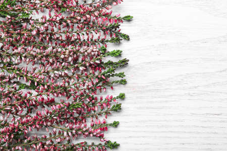Heather branches with beautiful flowers on white wooden table, flat lay. Space for textの写真素材