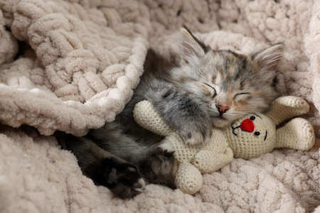 Cute fluffy kitten with toy sleeping on soft plaidの写真素材