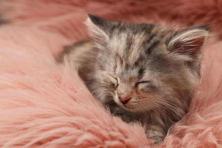 Cute kitten sleeping on pink fuzzy rugの写真素材