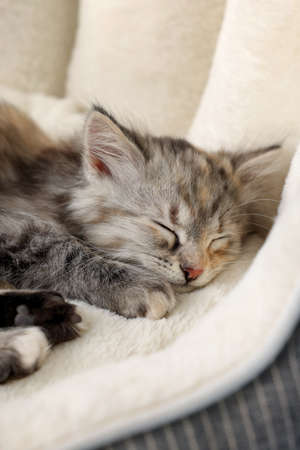 Cute fluffy kitten sleeping on pet bedの写真素材