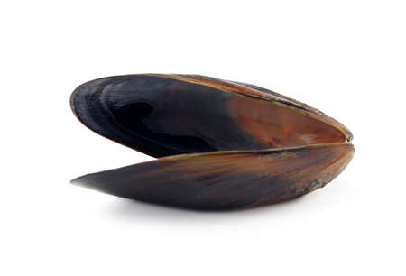 Open empty mussel shell isolated on whiteの写真素材