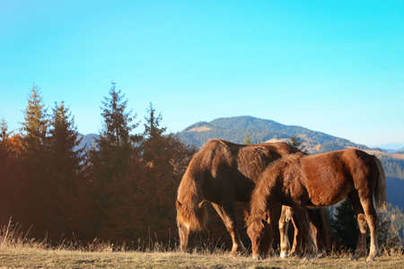 Brown horses grazing in mountains on sunny day. Beautiful petsの写真素材