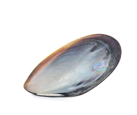 Mussel shell isolated on white, top view