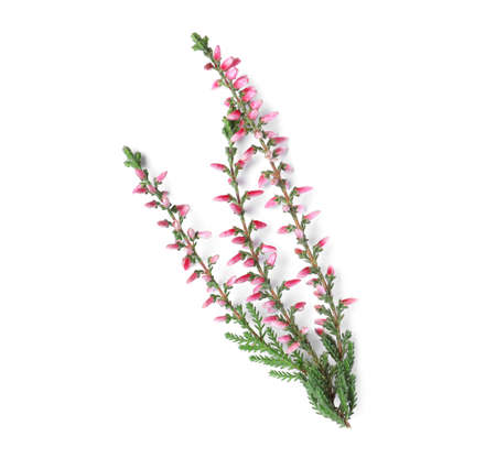 Branch of heather with beautiful flowers on white background, top viewの写真素材