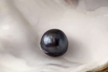 Closeup view of open oyster with black pearl