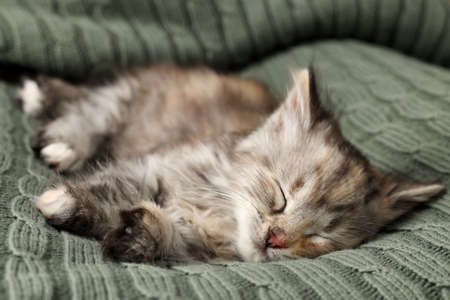 Cute kitten sleeping on knitted blanket. Baby animalの写真素材