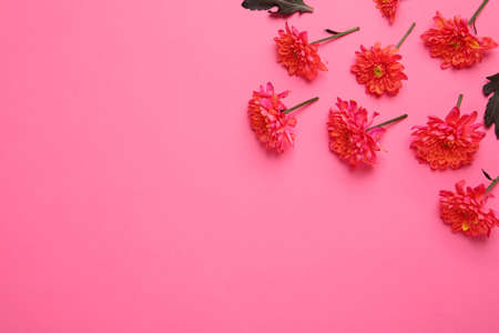 Beautiful chrysanthemums on pink background, flat lay. Space for textの写真素材