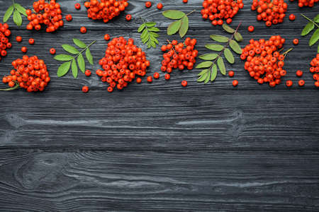 Fresh ripe rowan berries and green leaves on black wooden table, flat lay. Space for textの写真素材