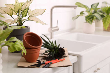 Beautiful houseplants and gardening tools on kitchen counter, space for textの写真素材
