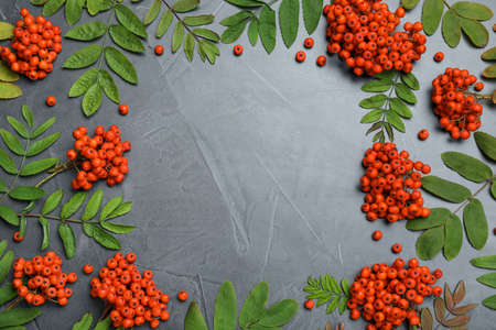 Frame of fresh ripe rowan berries and green leaves on gray table, flat lay. Space for textの写真素材