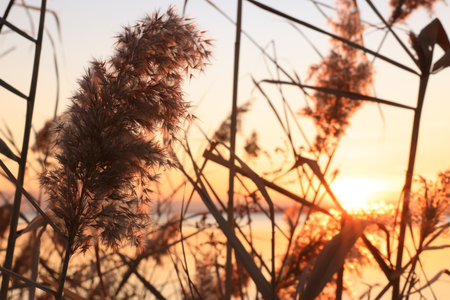 Fluffy reed plant near river at beautiful sunset, closeupの写真素材