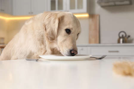 Cute hungry dog nuzzling empty plate while searching for food at table in kitchenの写真素材