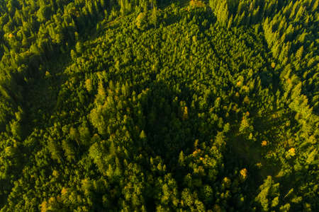 Aerial view of green trees on sunny day. Drone photography