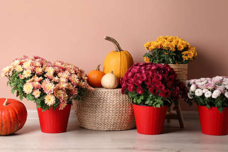 Beautiful potted fresh chrysanthemum flowers and pumpkins near pale pink wallの写真素材