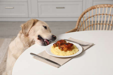 Cute dog trying to steal owner's food from table in kitchen