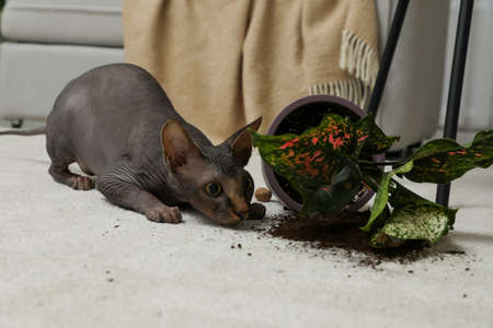 Sphynx cat near overturned houseplant on carpet at homeの写真素材