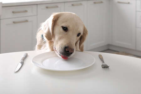 Cute hungry dog waiting for food at table with empty plate in kitchenの写真素材