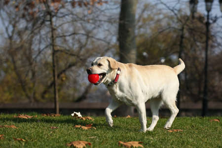 Yellow Labrador fetching ball in park on sunny dayの写真素材