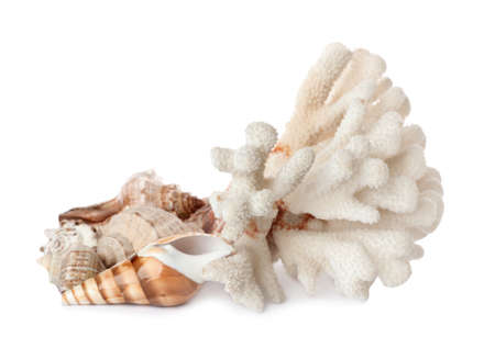 Beautiful exotic sea coral and shells on white backgroundの写真素材