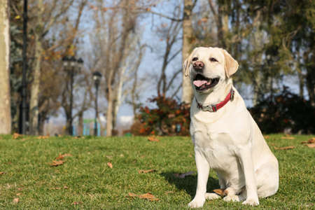 Yellow Labrador sitting in park on sunny dayの写真素材