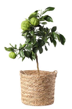 Bergamot tree with fruits in pot on white backgroundの写真素材