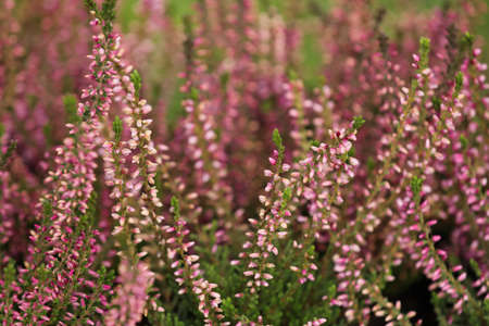 Heather shrubs with beautiful flowers outdoors, closeupの写真素材