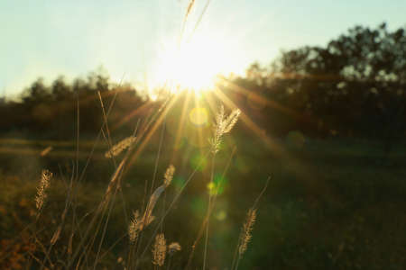 Beautiful meadow plants in countryside at sunsetの写真素材