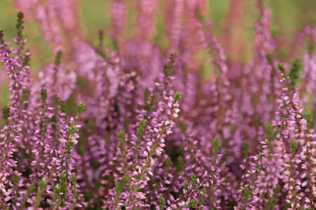 Heather shrub with beautiful flowers outdoors, closeupの写真素材