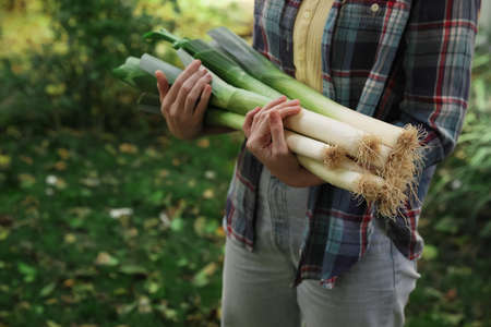 Woman holding fresh raw leeks outdoors, closeup. Space for textの写真素材