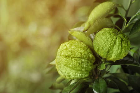 Closeup view of bergamot tree with fruits outdoorsの写真素材