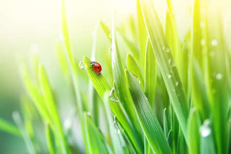 Green grass with dew and tiny ladybug on blurred background, closeupの写真素材